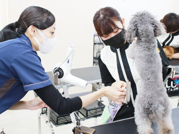 学校のモデル犬とトリミング実習☆